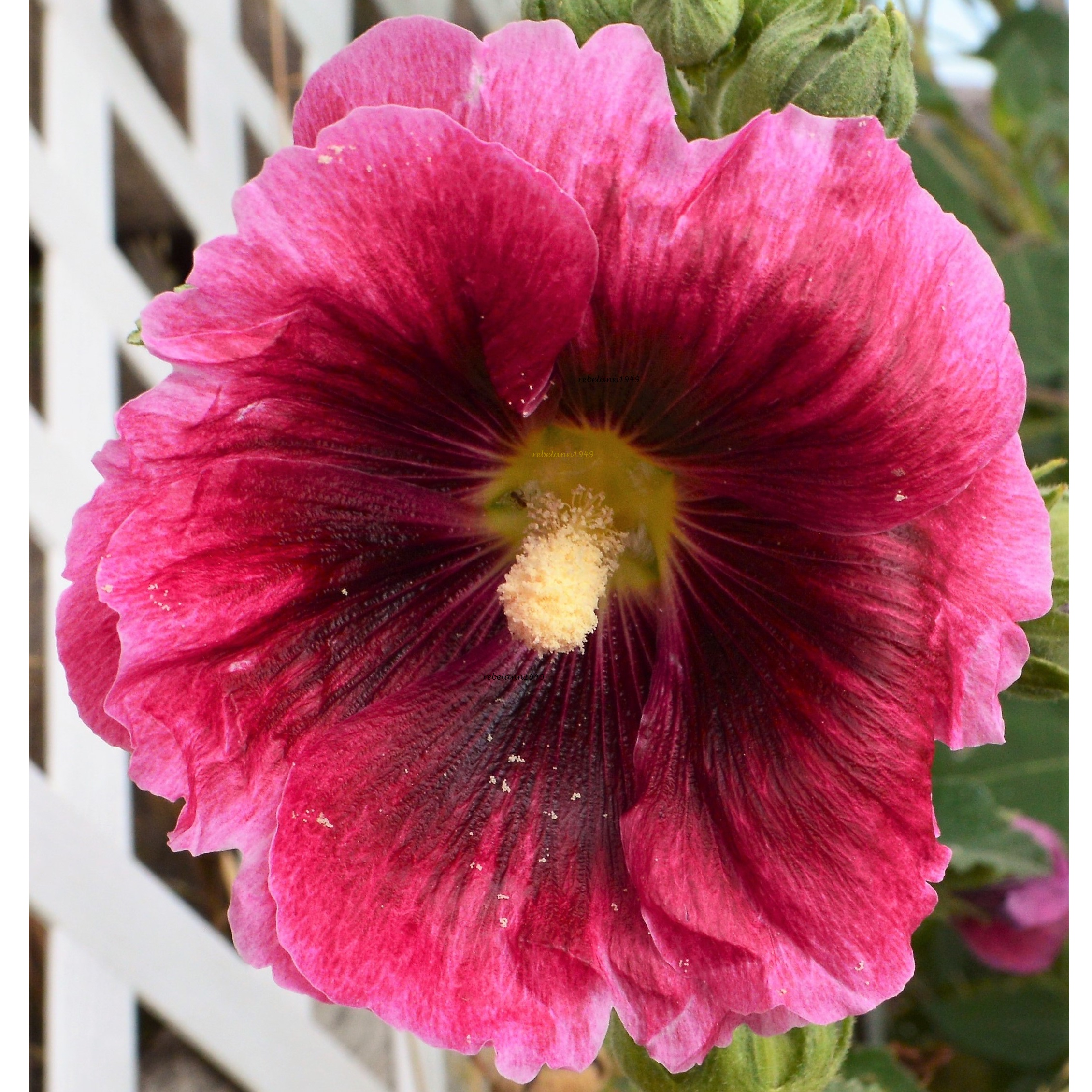 One of my hollyhock blooms. One of my hollyhock blooms.