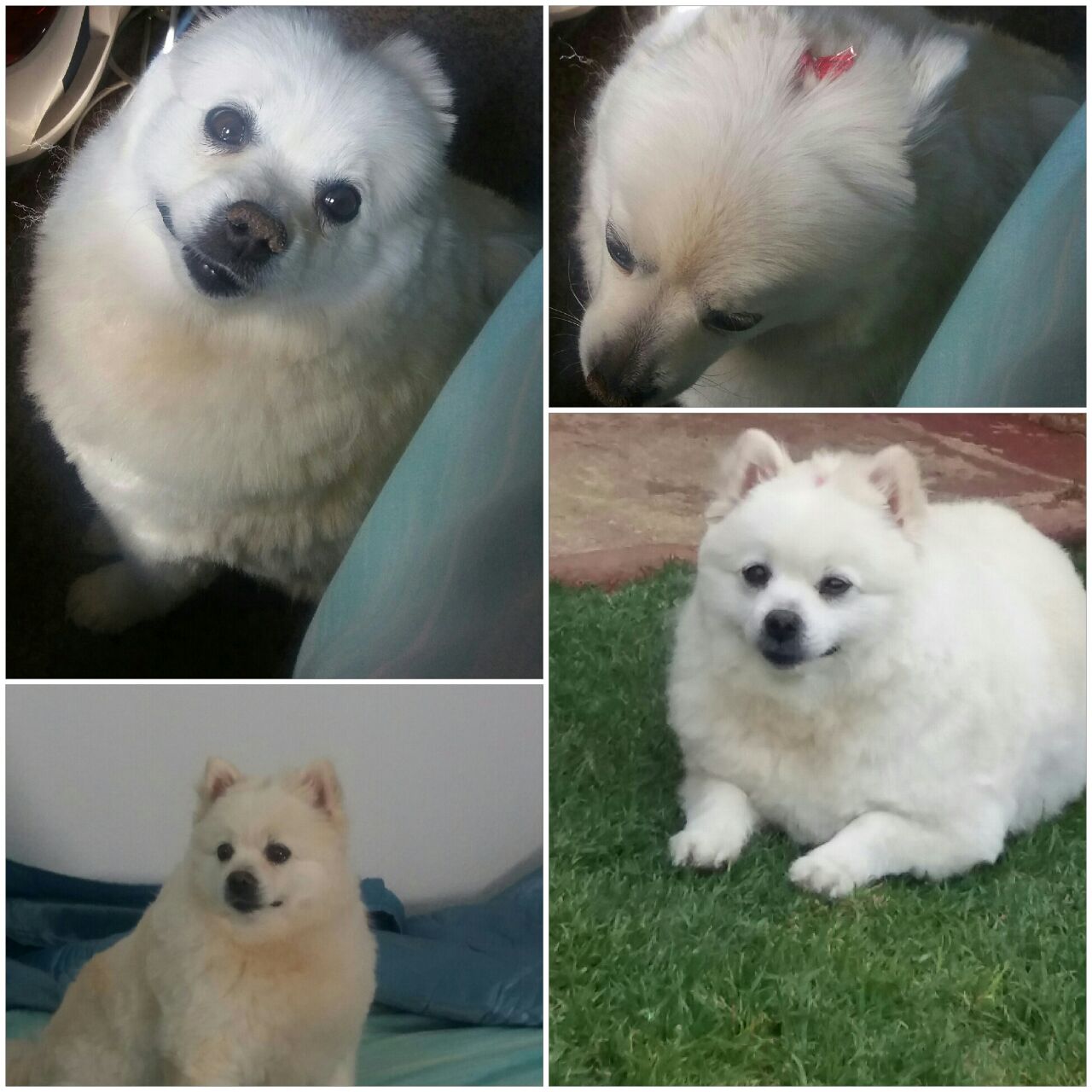 Collage of missy Daisy after parlour