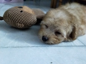 The 2 month plus puppy sleeping The 2 month plus puppy sleeping