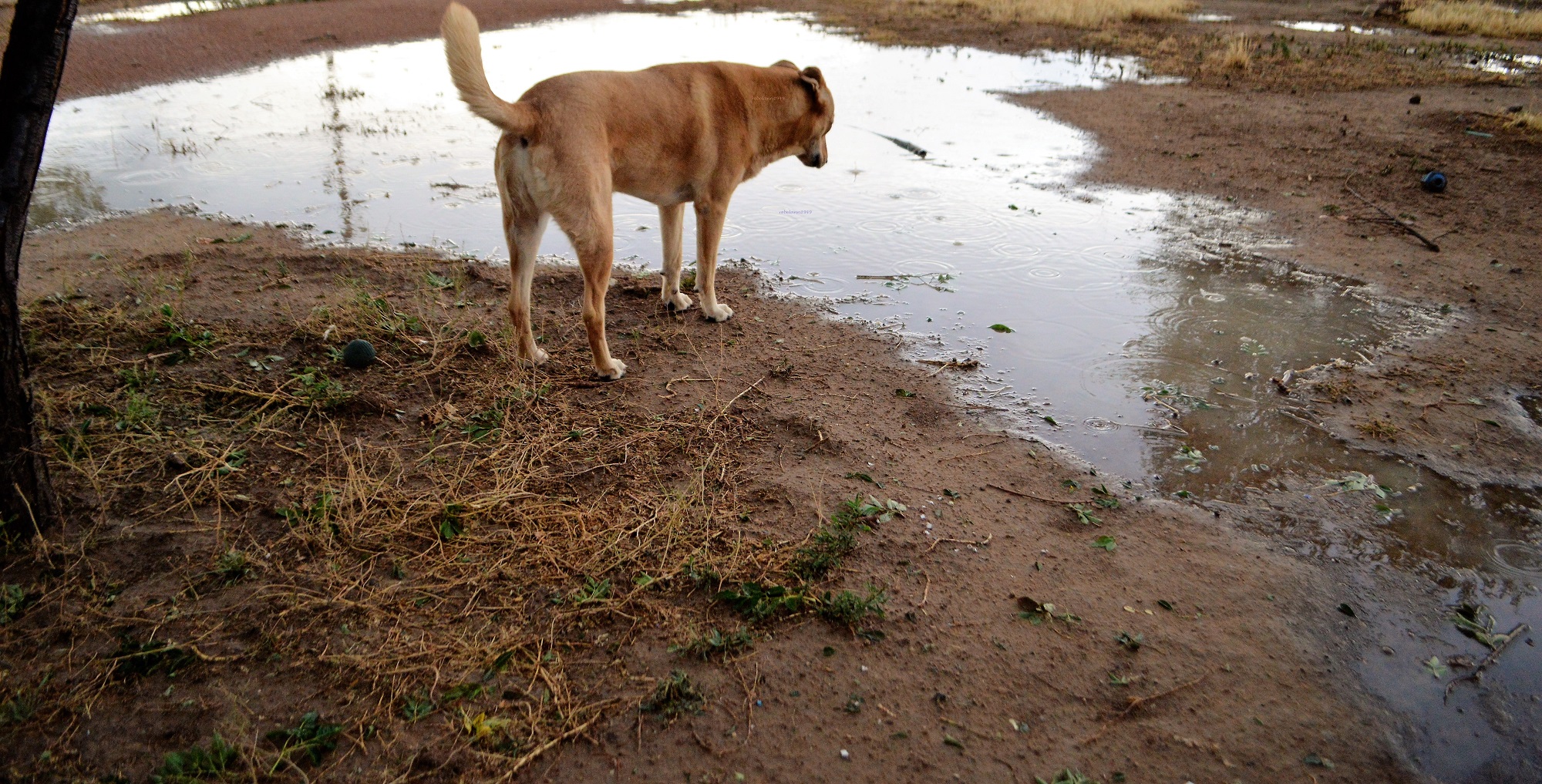 Ally is choosing where to cross that "lake" in her yard Ally is choosing where to cross that "lake" in her yard
