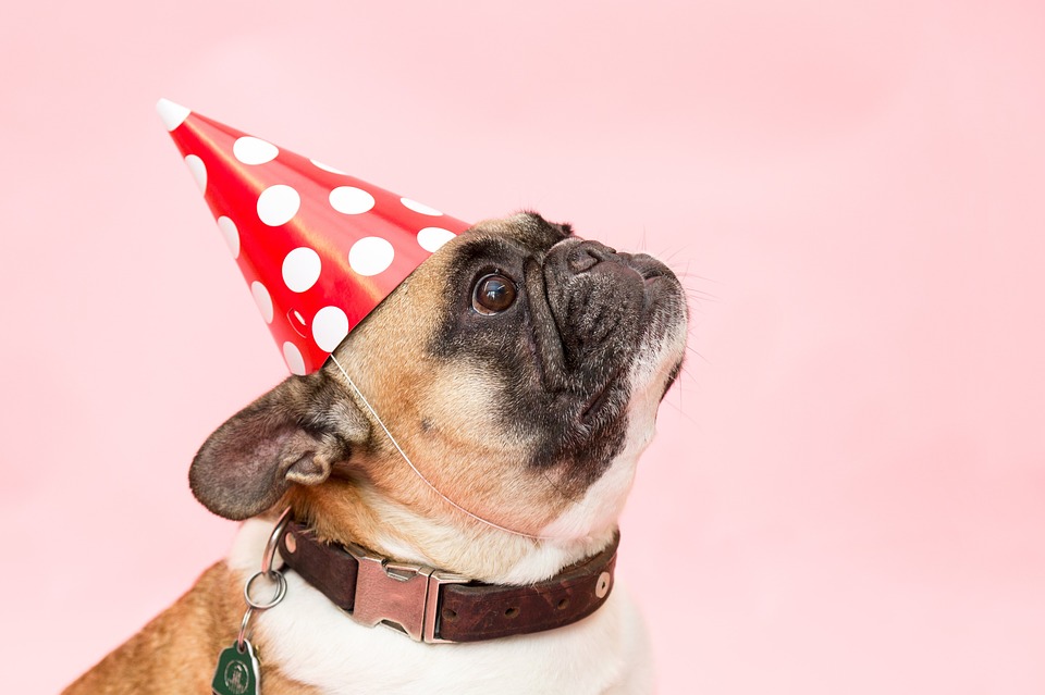 https://pixabay.com/en/dog-pug-party-had-animal-pink-2557266/