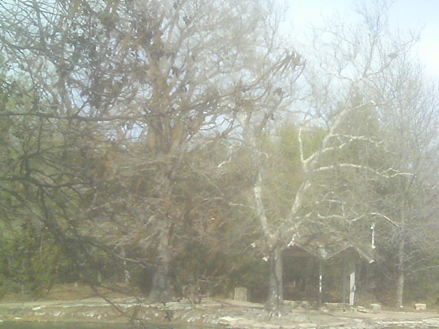 image of winter trees. image of winter trees.
