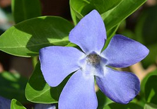 free image of periwinkle flower