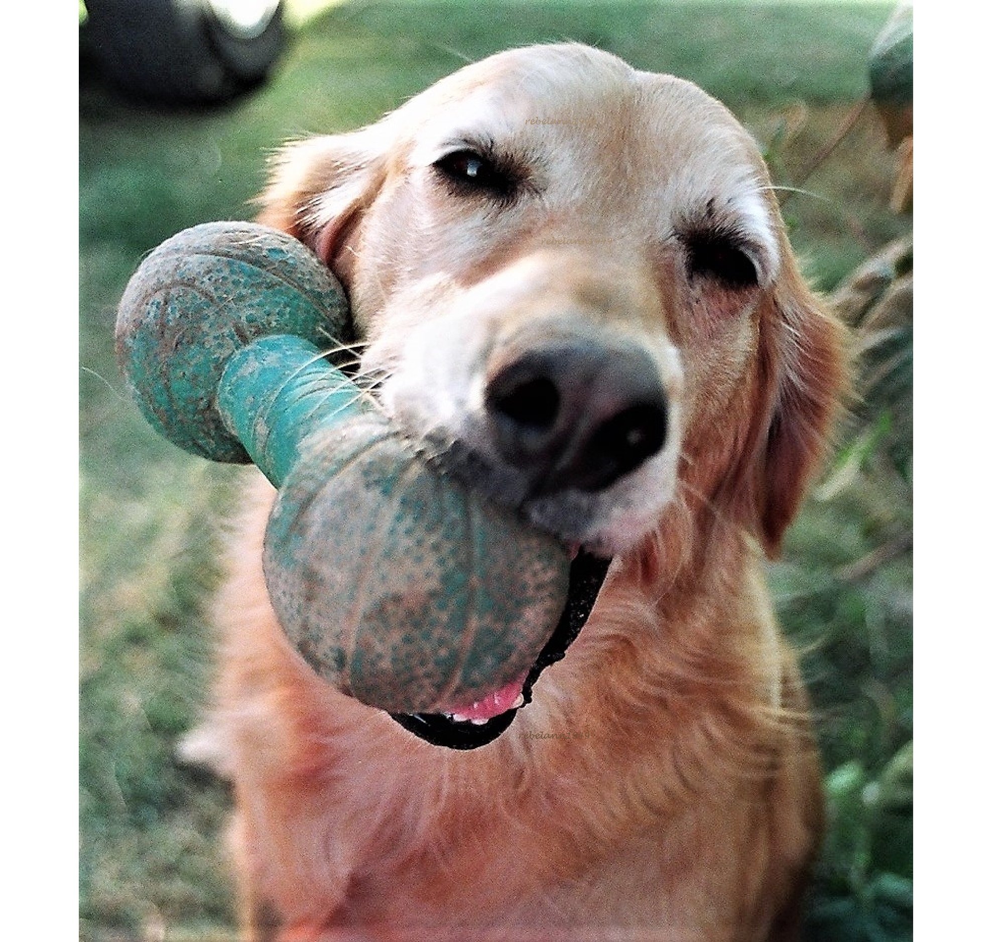 Gracie always wanted to play, she lived for it. Gracie always wanted to play, she lived for it.