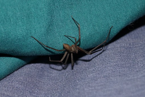 https://pixabay.com/en/spider-pest-brown-recluse-1448506/