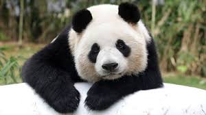 panda panda