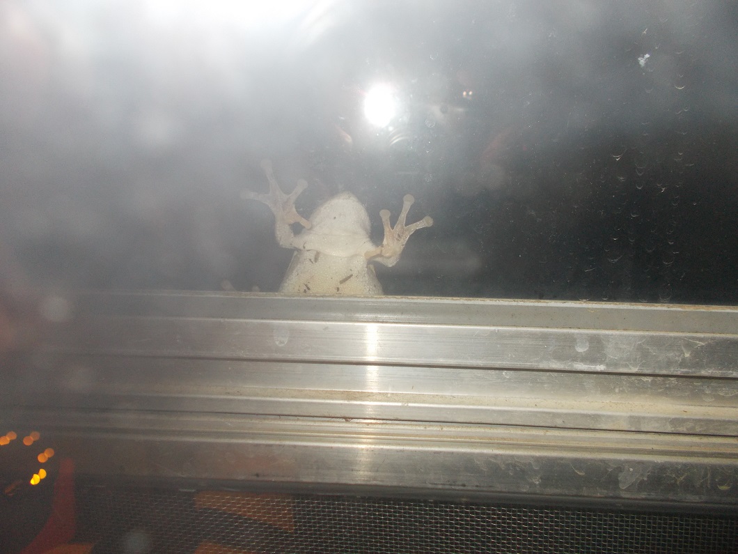 tree frog on front window