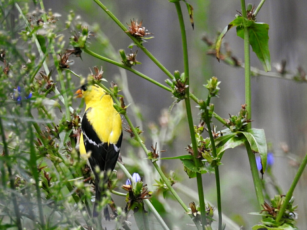 American Goldfinch by minx267