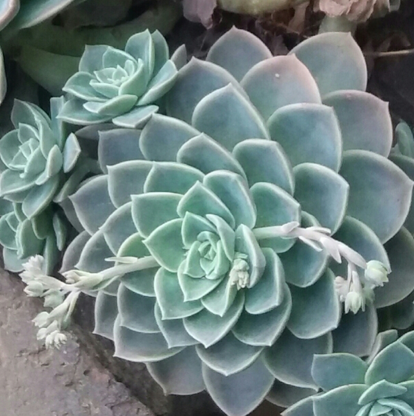 Another Succulent I took a photo of