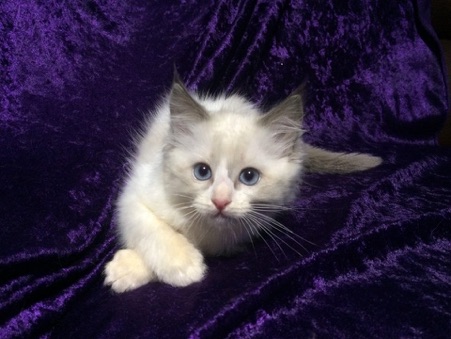 Ragdoll kitten