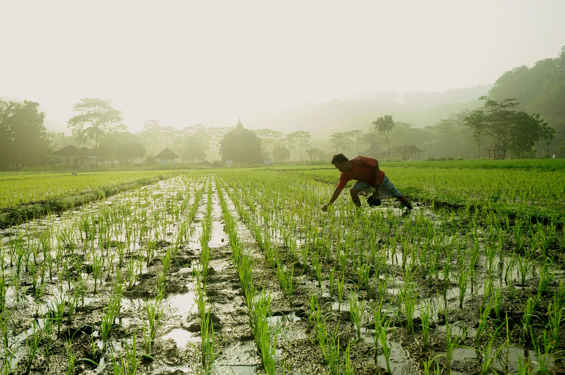 planting rice (photo courtesy of pixabay)