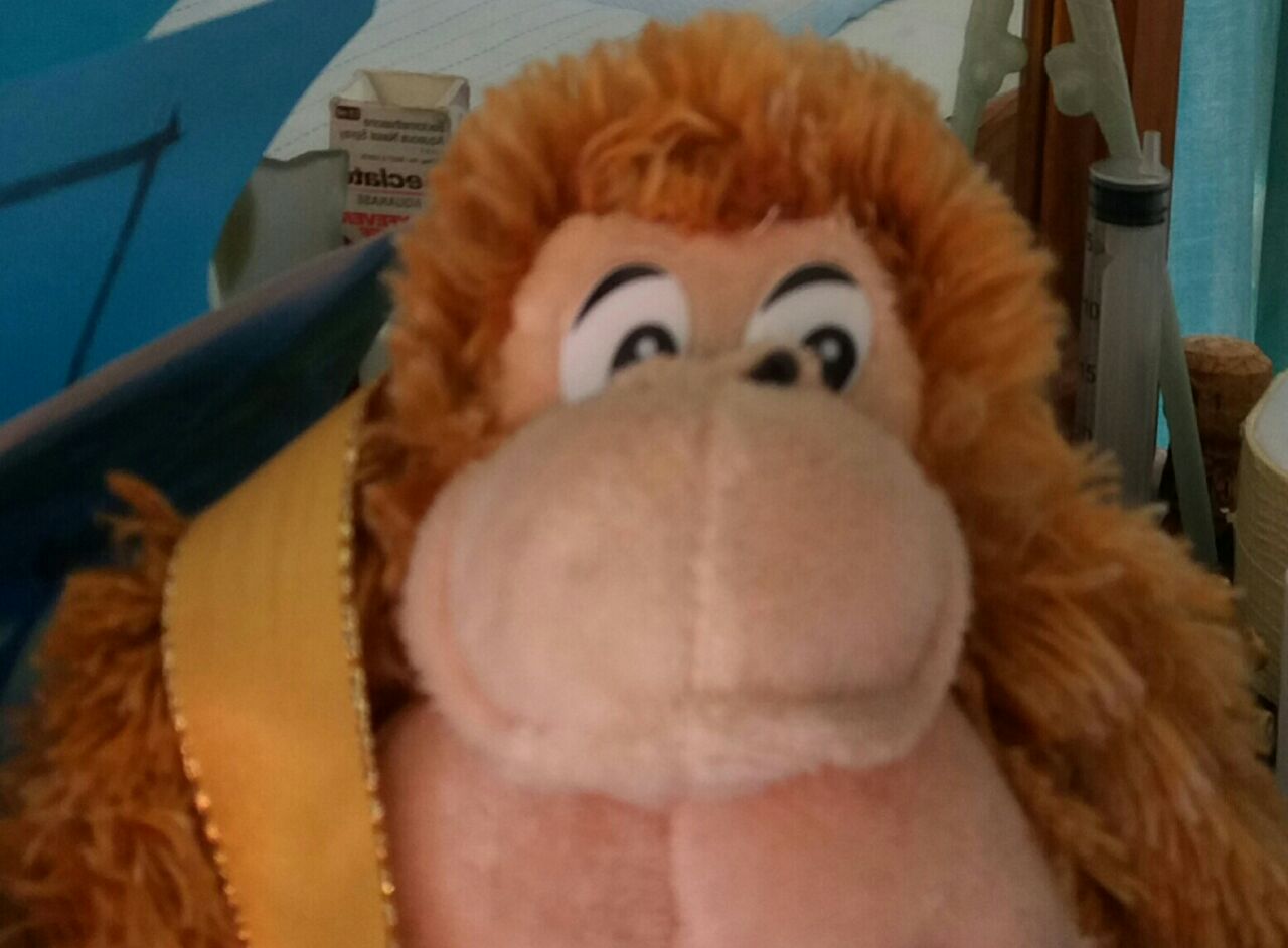 photo I took of Ban my stuffed toy Gorilla photo I took of Ban my stuffed toy Gorilla