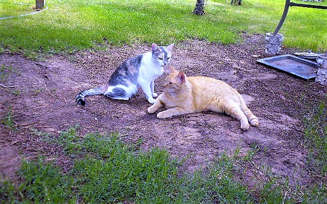 What Meetzee and Max had in 2010 .... I'd just walked out mom's back door, poor things were happy there but what could I do. What Meetzee and Max had in 2010 .... I'd just walked out mom's back door, poor things were happy there but what could I do.