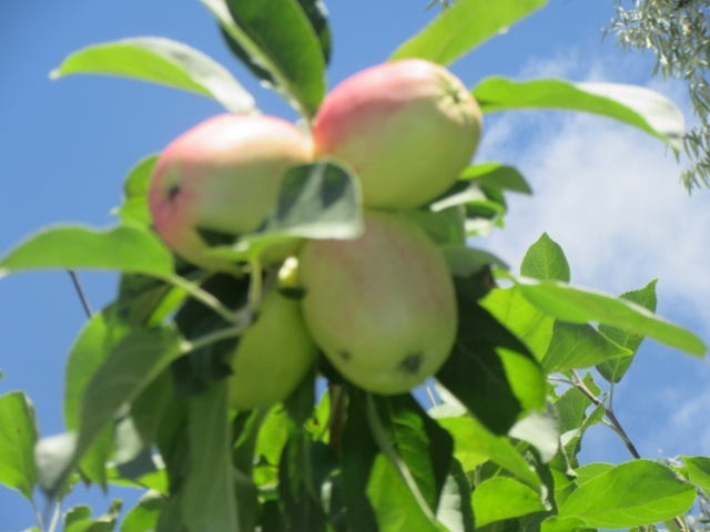a rainy apple peeling day - image is mine @freelanzer a rainy apple peeling day - image is mine @freelanzer