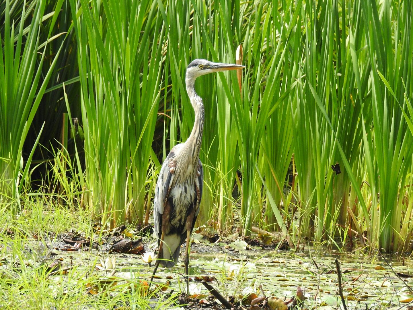 Great blue heron by minx267