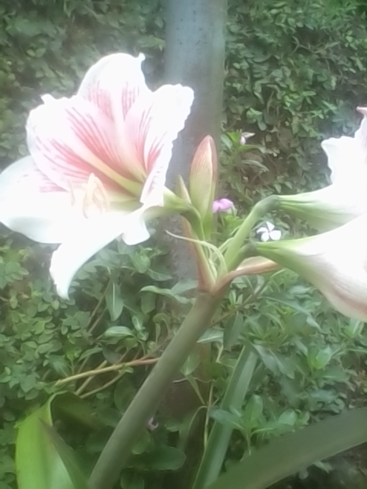 from my garden from my garden