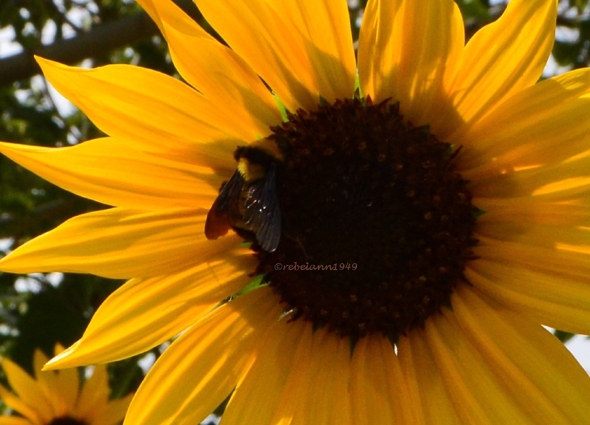 Very busy bee, photo taken by me 8/23/2017 Very busy bee, photo taken by me 8/23/2017