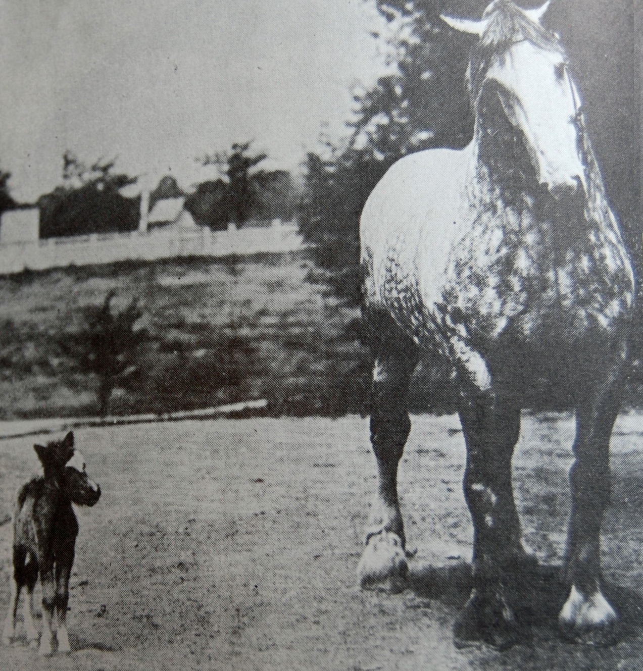 Giant draft horse and tiny baby Shetland pony horse
