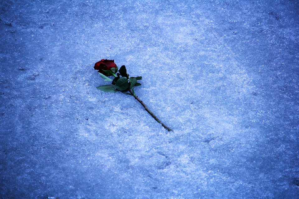https://pixabay.com/en/rose-romance-ice-flowers-1905249/