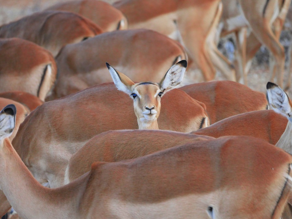 https://pixabay.com/en/impala-flock-center-stand-out-2668617/