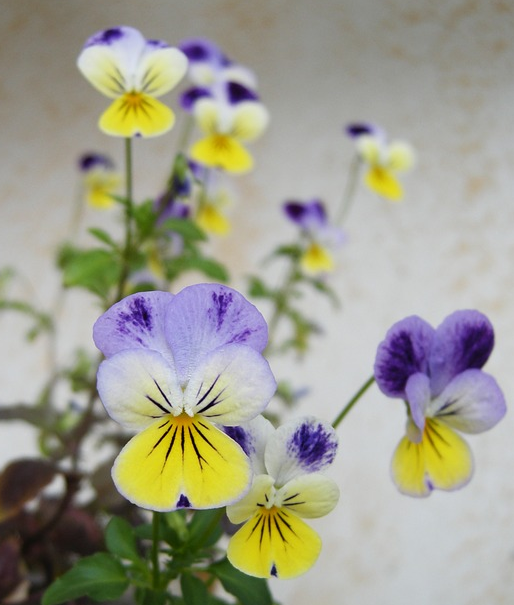 pixabay image of violas pixabay image of violas