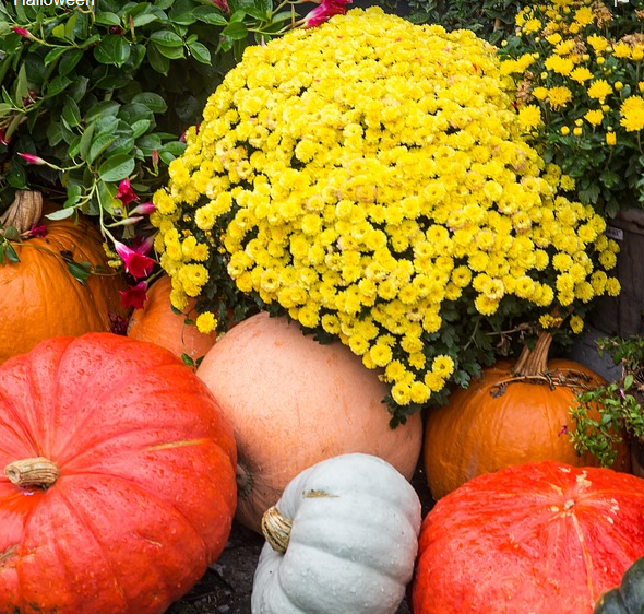 fall still life fall still life