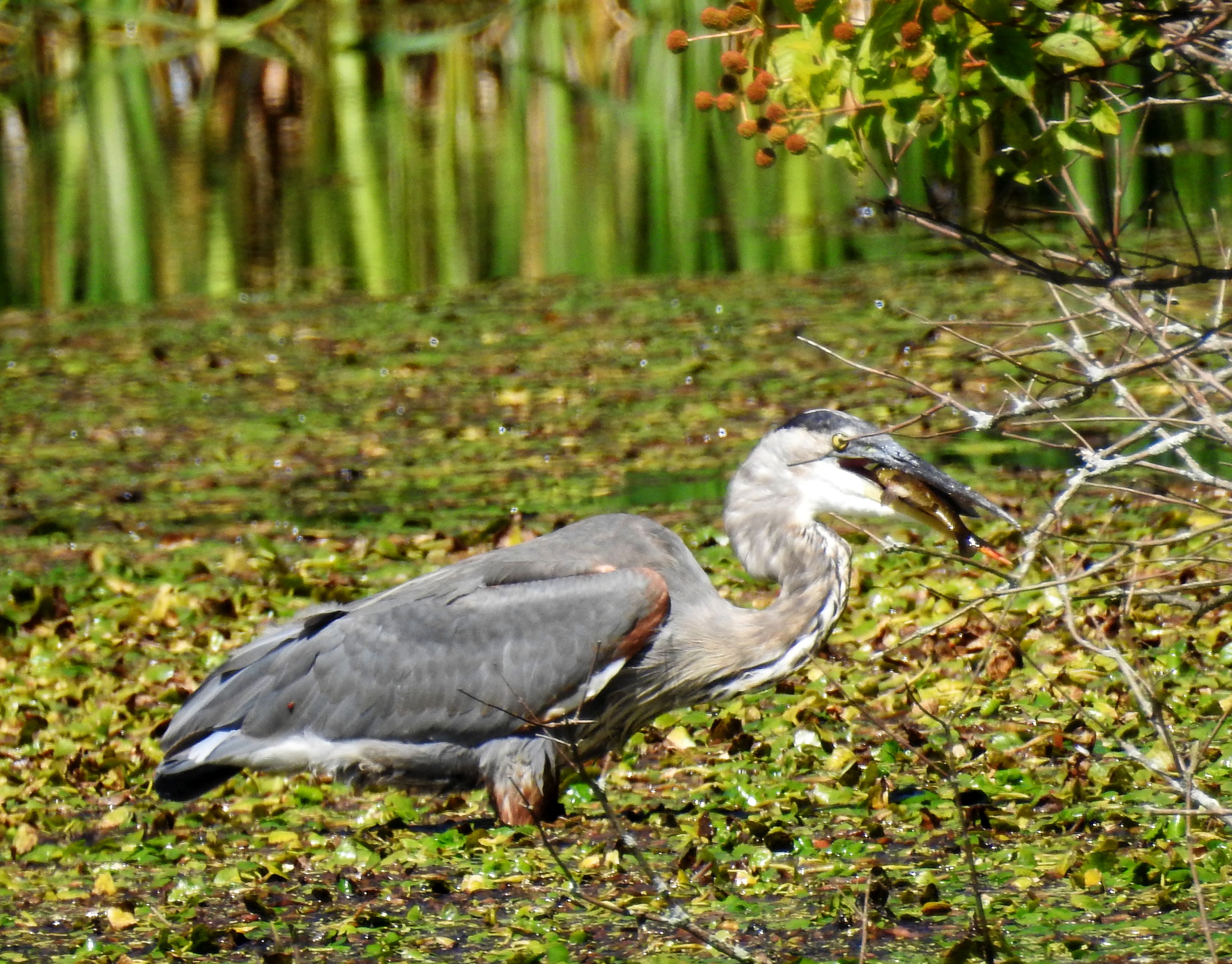 Great Blue HEron with Fish by minx267