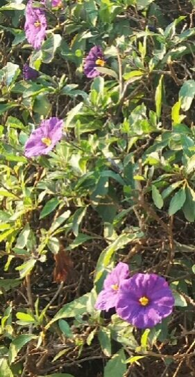 Some Purple flowers I took a photo of Some Purple flowers I took a photo of