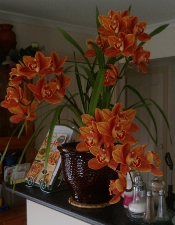 Our orchids are in full bloom.