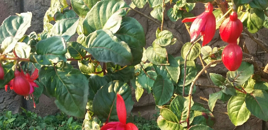 some red bulbs I took a photo of 