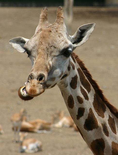 https://pixabay.com/en/giraffe-chewing-head-animals-114329/ https://pixabay.com/en/giraffe-chewing-head-animals-114329/