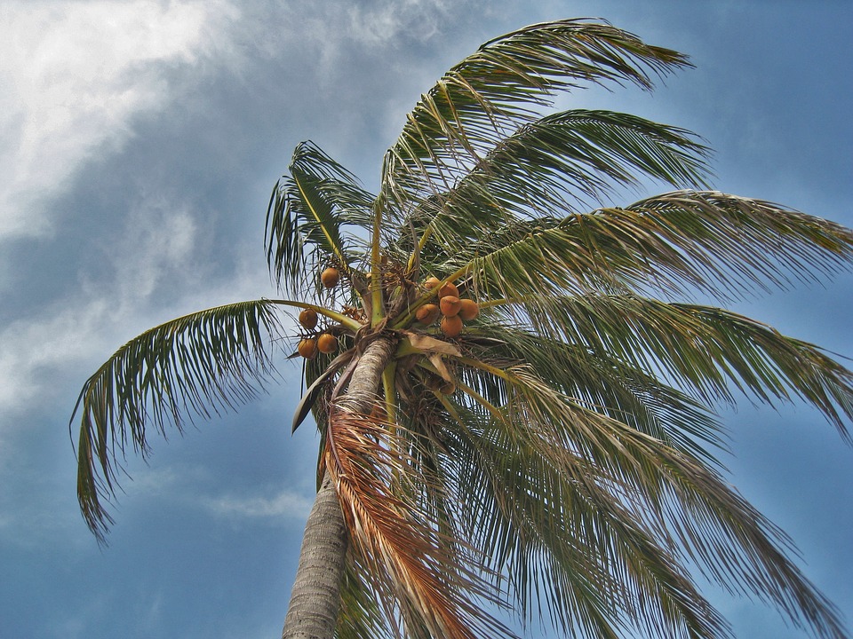 https://pixabay.com/en/palm-tree-in-the-storm-florida-1088921/