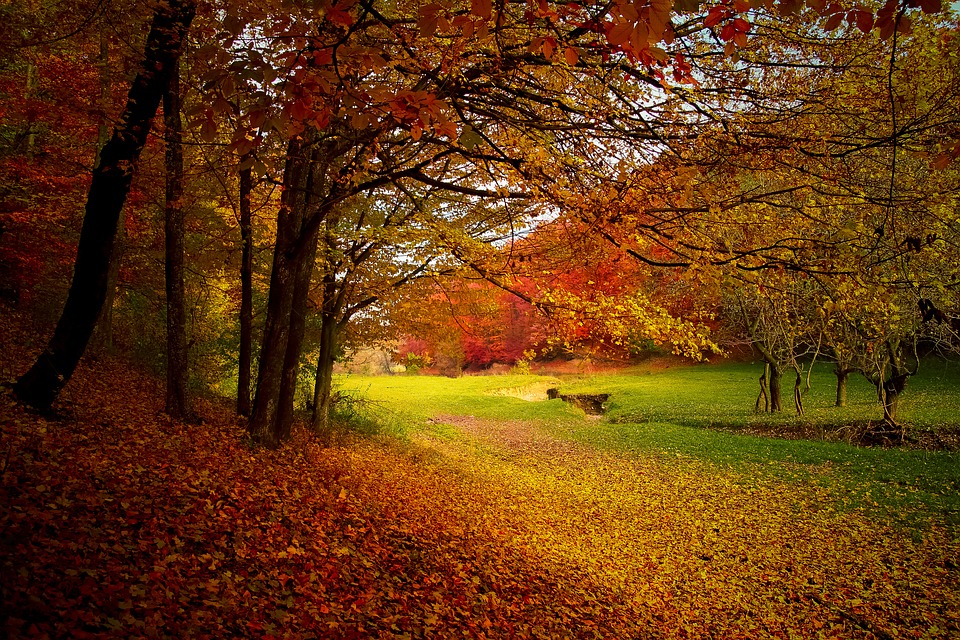 pixabay.com Autumn