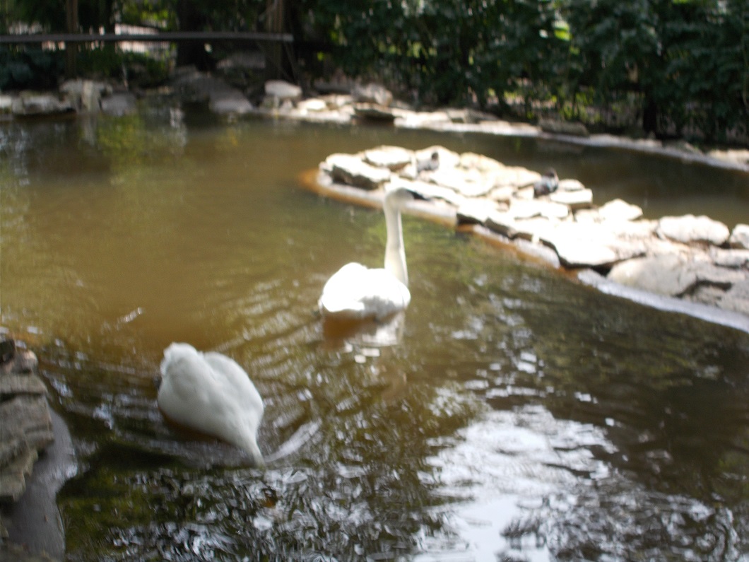 trumpeter swans, Emporia, Ks 9/9/17