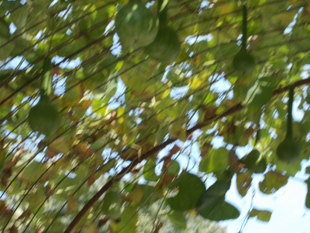 hanging gourds hanging gourds