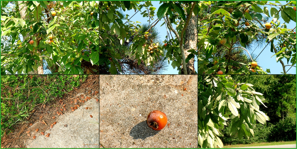 Decorative fruit tree collage - Gus Kilthau