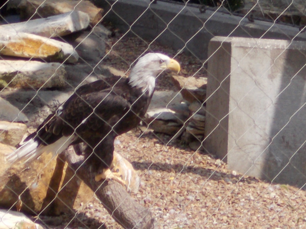 Bald Eagle in Emporia Zoo