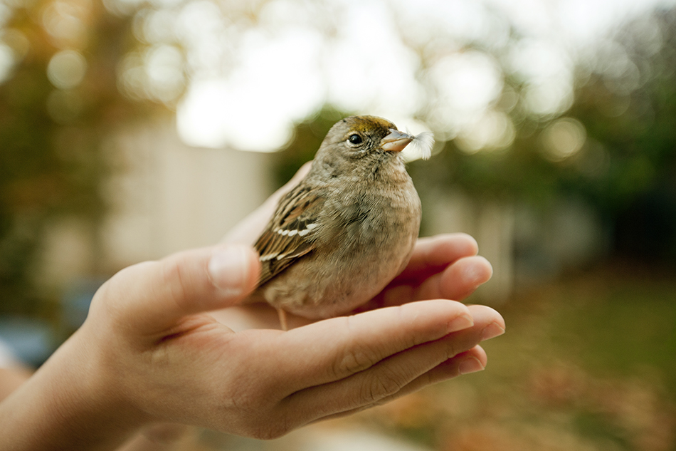 Wings of life