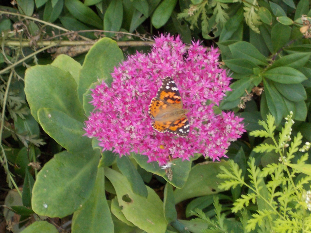 image of butterfly on stonecrop sedum
