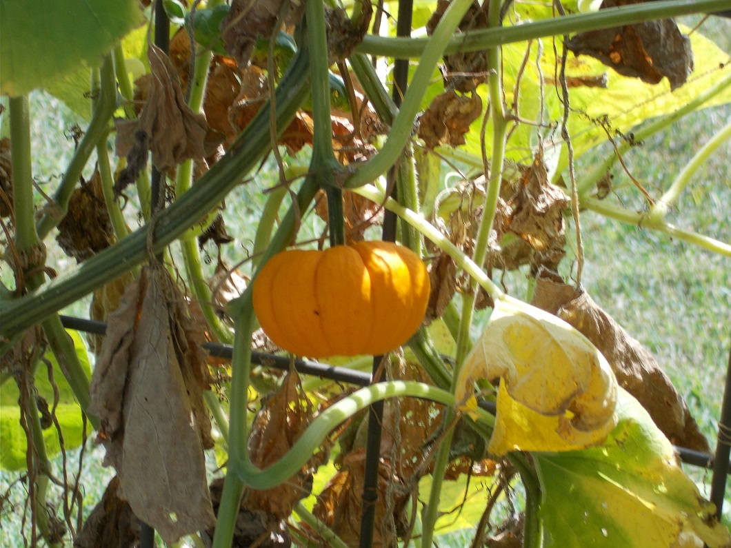 mini pumpkin mini pumpkin