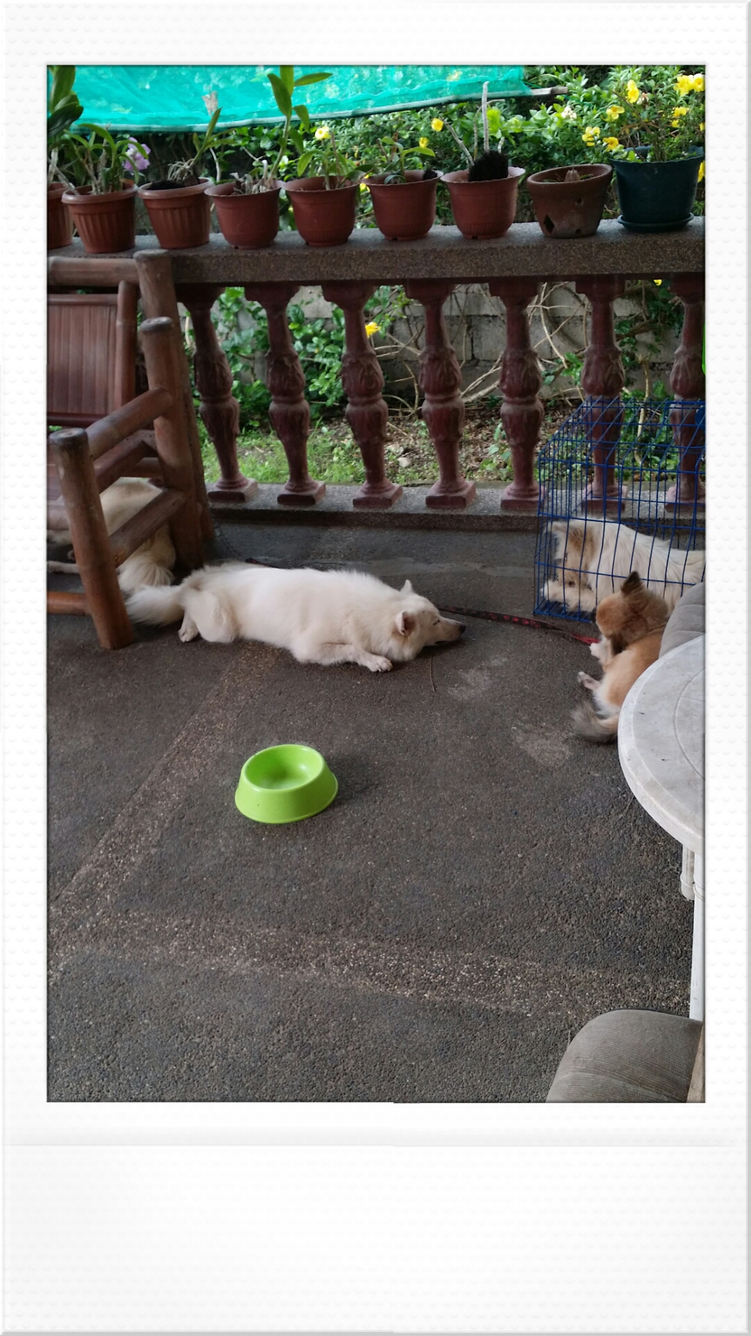 Darna in cage,Sydney and Xander guarding her.