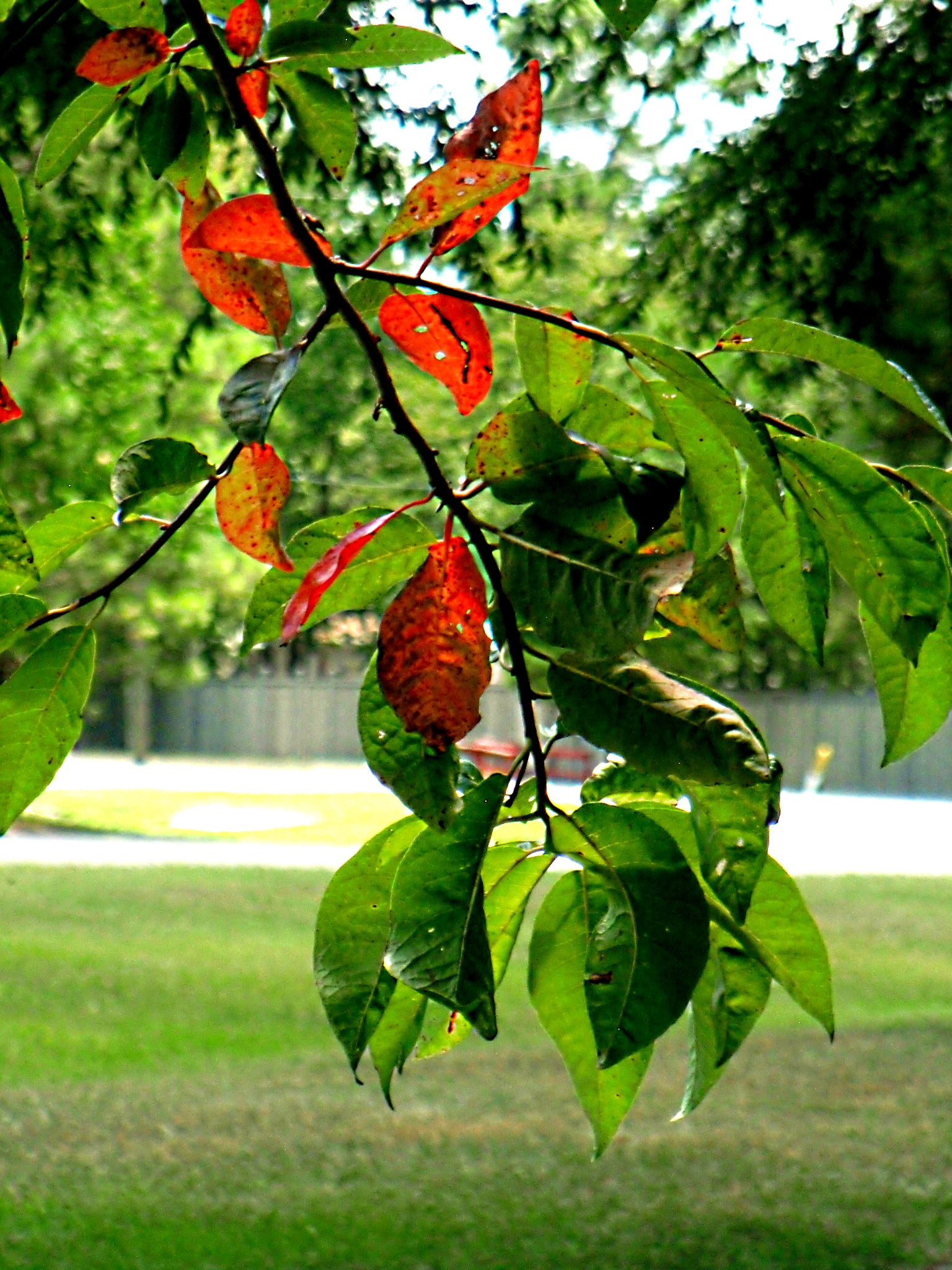 Red and Green Autumn Leaves - Gus Kilthau