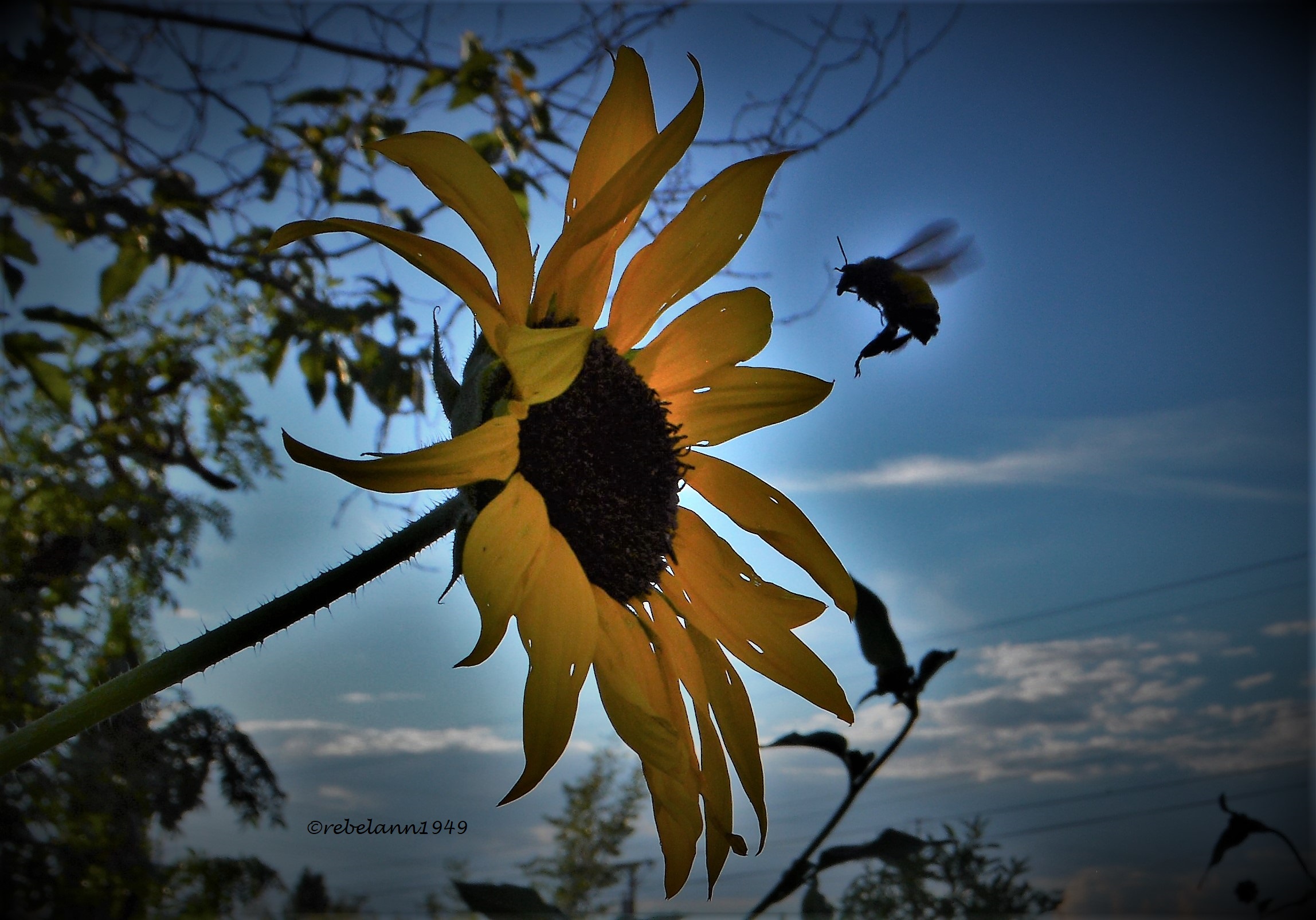 I caught a shot of a bee comin in for a landing 