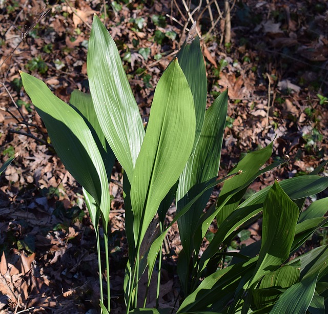 https://pixabay.com/en/cast-iron-plant-hardy-tropical-plant-2072008/ https://pixabay.com/en/cast-iron-plant-hardy-tropical-plant-2072008/