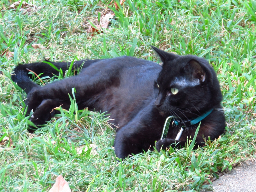 Scar catches a few rays before the end 