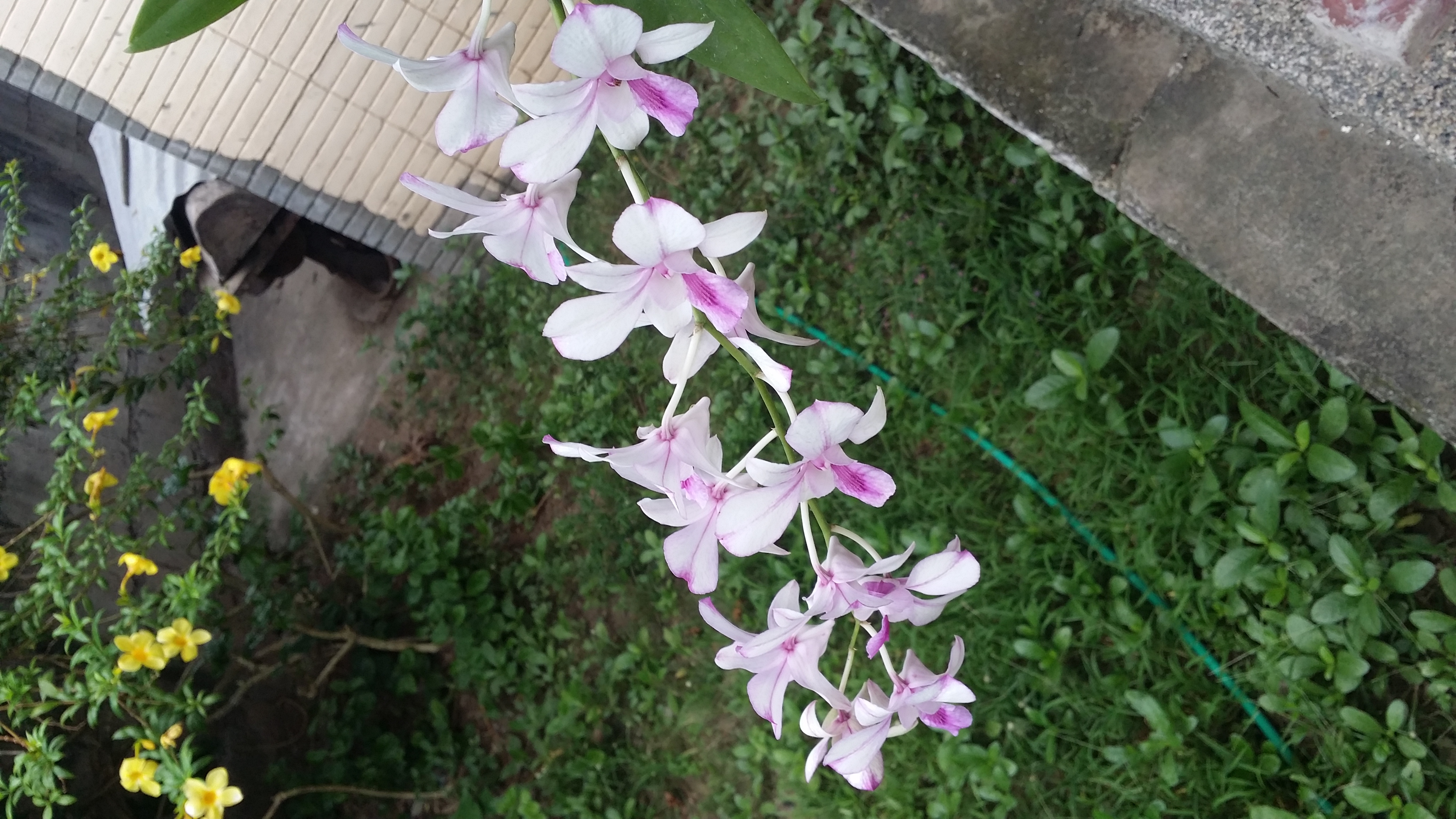 orchids orchids