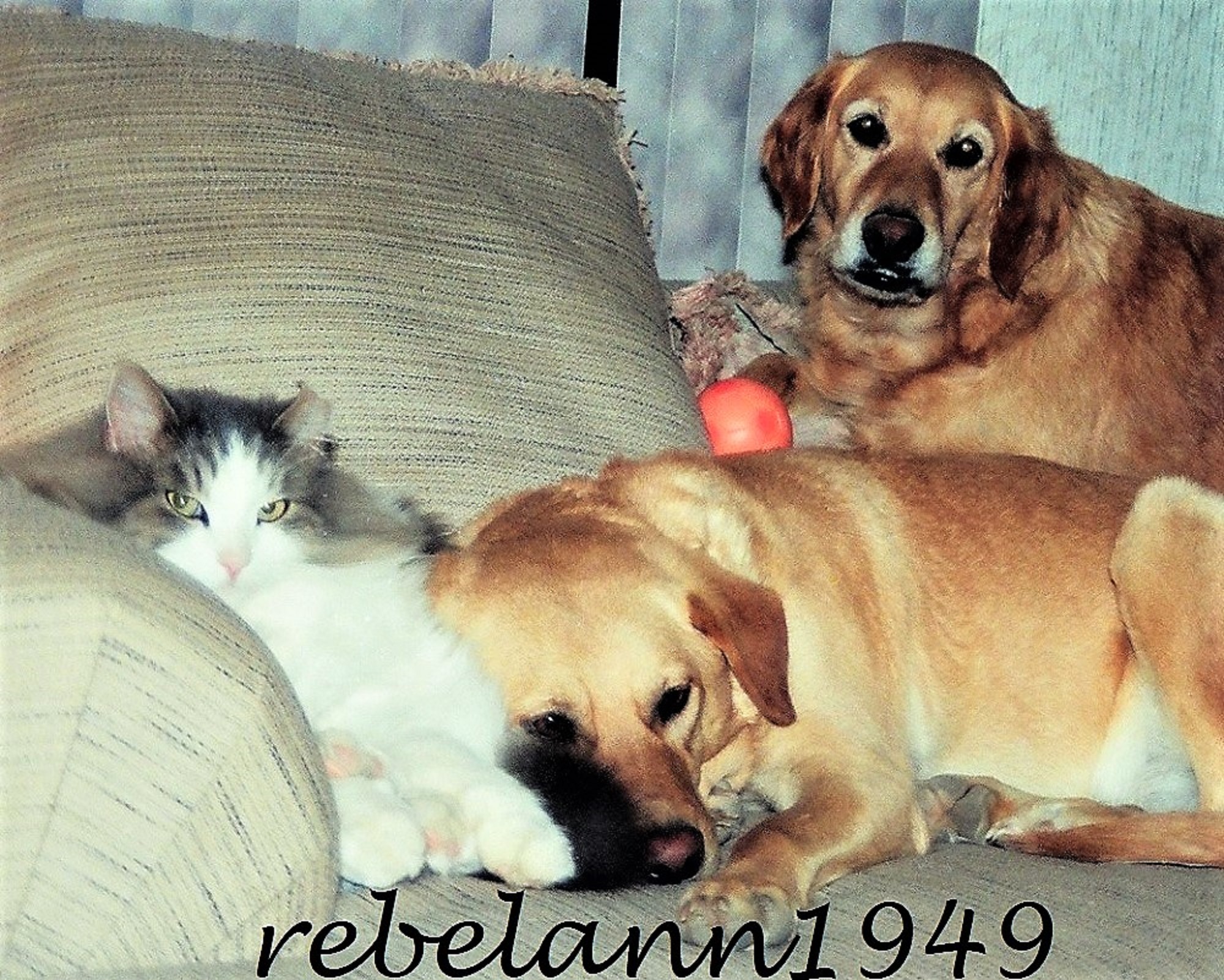 Spunky, my maine coon mix, Sophie and Gracie, my Golden Retriever. I took this shot in the either 1999 or 2000. 