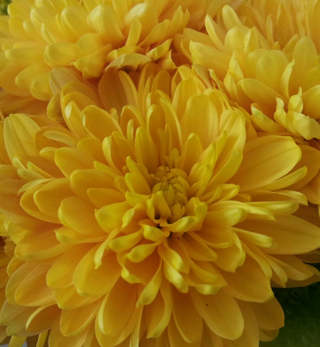 yellow flower /photo is mine 
