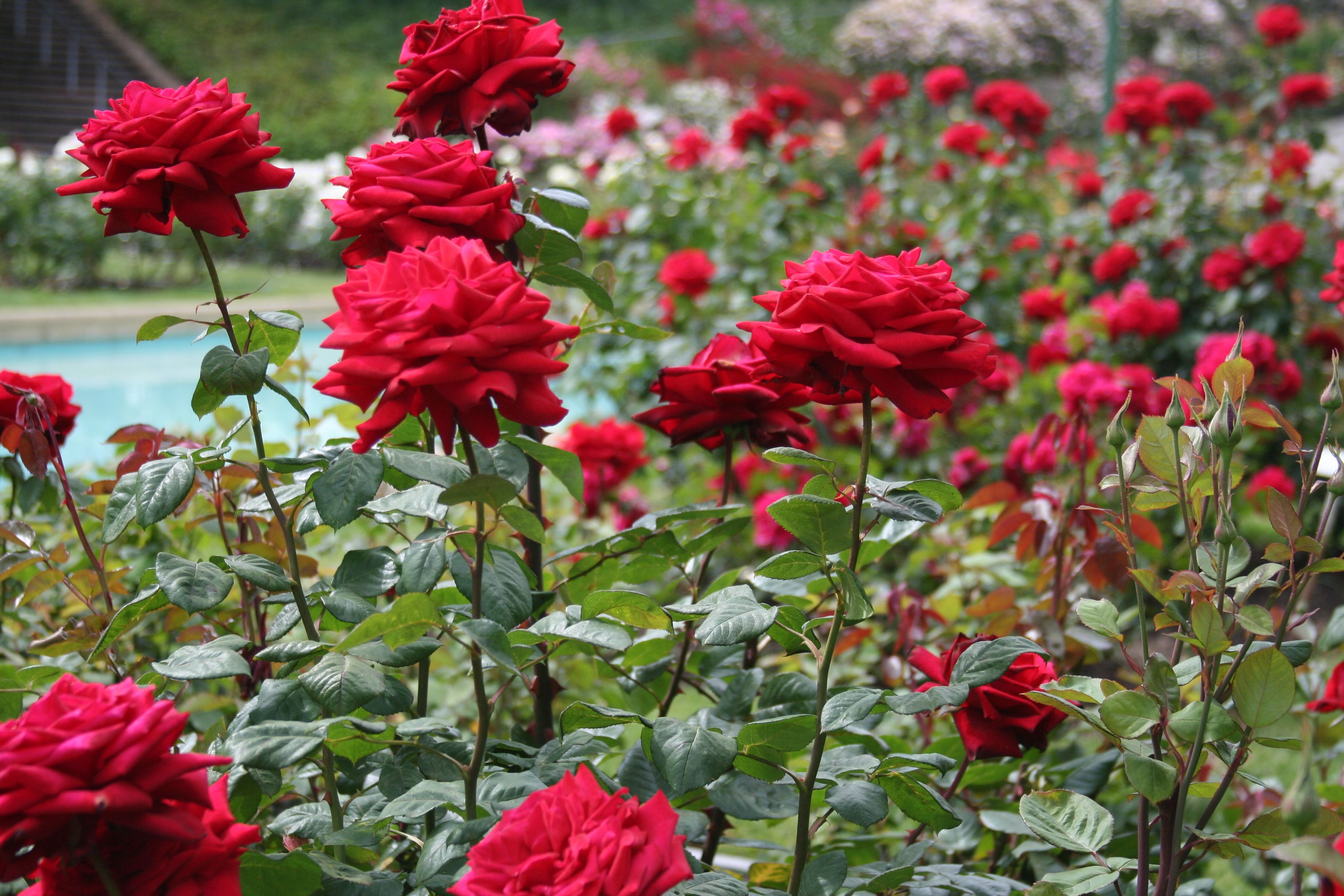 http://aolop.us/red-rose-garden-wallpaper/