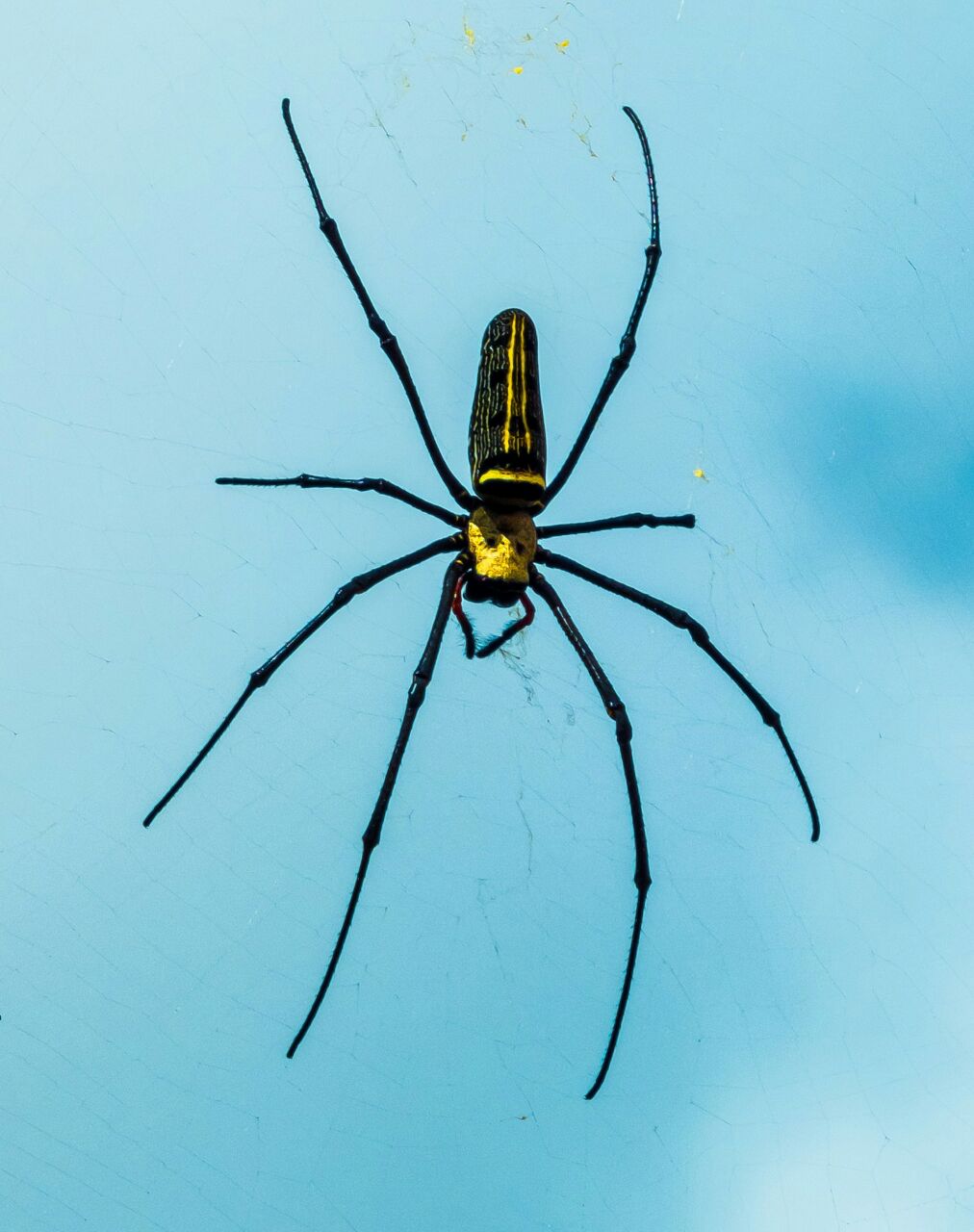 free image of spider Pixabay free image of spider Pixabay